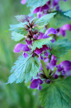A dead nettle with purple flowers in a meadow