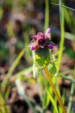 A dead nettle with purple flowers in a meadowの写真素材