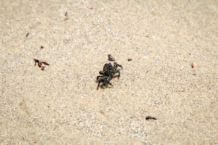 A small crab on the beach on the Pacific Oceanの写真素材