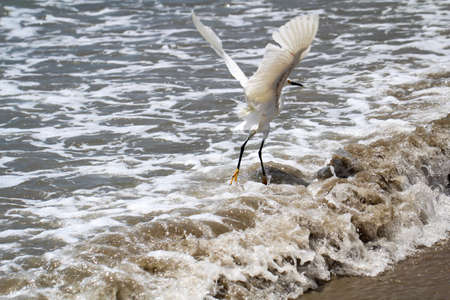 Portrait of an ibis, study of a white ibis in the wildの写真素材