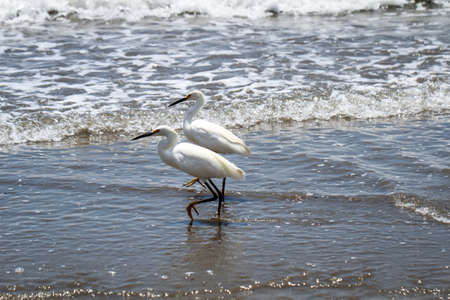 Portrait of an ibis, study of a white ibis in the wildの写真素材
