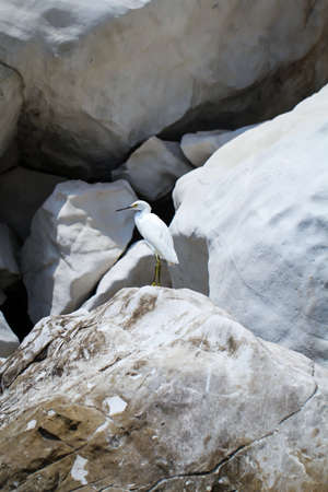 Portrait of an ibis, study of a white ibis in the wildの写真素材