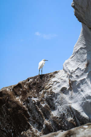 Portrait of an ibis, study of a white ibis in the wildの写真素材