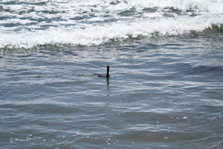 Portrait of a cormorant, study of a cormorant in the wildの写真素材