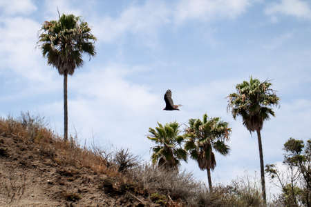 An eagle flies on the Pacific coastの写真素材