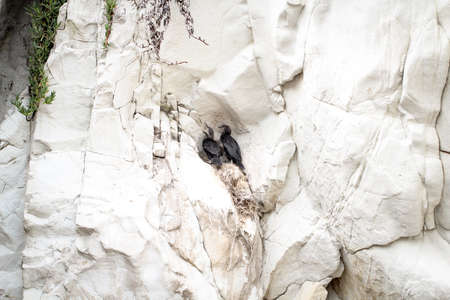 Portrait of a cormorant, study of a cormorant in the wildの写真素材