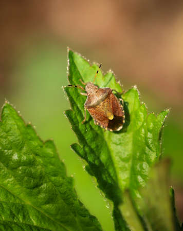 A bug climbs on a leaf