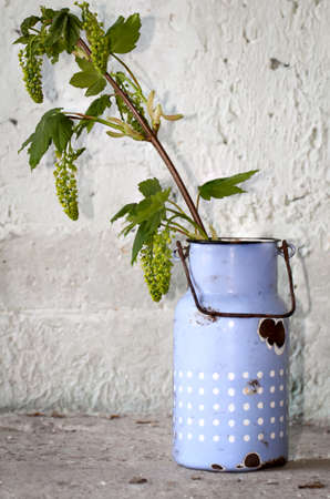 A decoration with an old enameled milk jugの写真素材