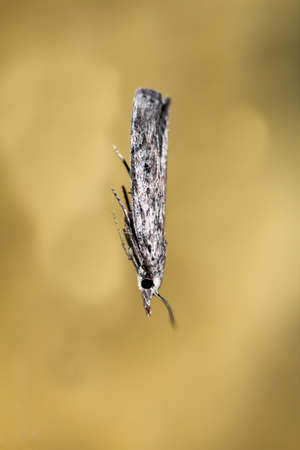 A macro of a moth sitting on a glass pane