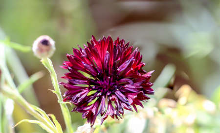 A close-up of a beautiful purple flower