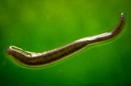 An extreme macro of an Asian leechの写真素材