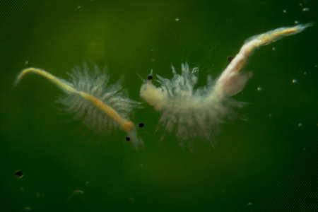 Extreme macro of an artemia, saltwater cancer, macro of microorganisms, planktonの写真素材