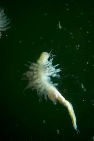 Extreme macro of an artemia, saltwater cancer, macro of microorganisms, planktonの写真素材