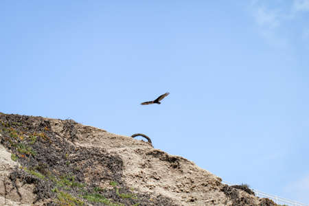 An eagle flies on the Pacific coastの写真素材