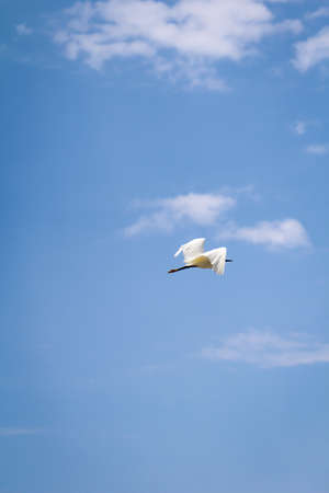 Portrait of an ibis, study of a white ibis in the wildの写真素材