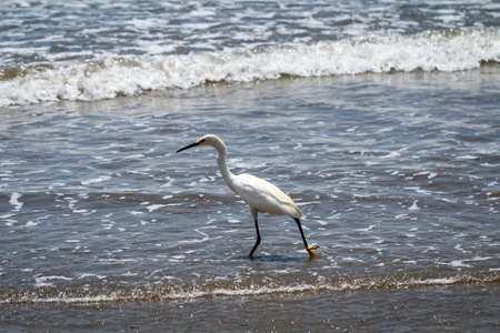 Portrait of an ibis, study of a white ibis in the wild