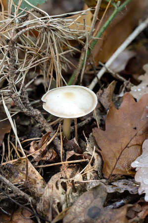View of a mushroom in autumn in the forest