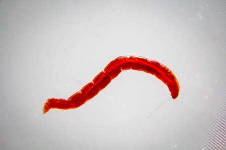 Macro of a small red mosquito larva