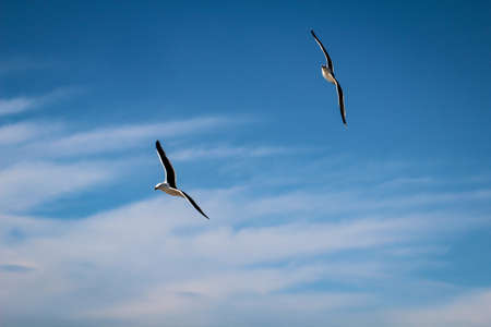 A seagull in the sky of the Baltic Sea