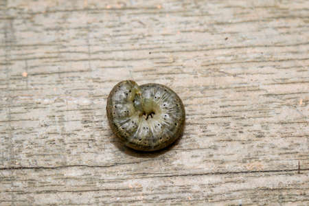 A grub, larva of a beetle on a piece of wood