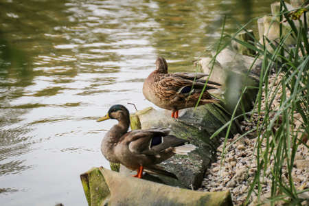 Portrait of a mallard, a duck by a pondの写真素材
