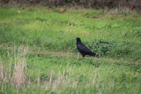 A raven or crow sits in a meadow
