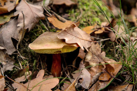 Mushrooms in the forest, edible and inedible, everything is possible