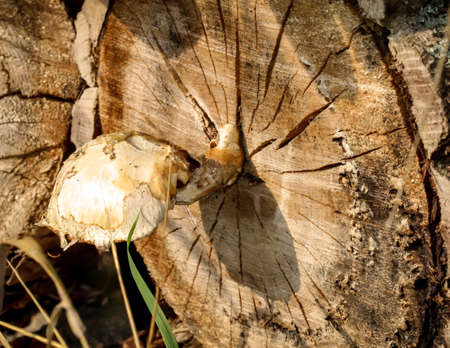 Mushrooms in the forest, edible and inedible, everything is possibleの写真素材