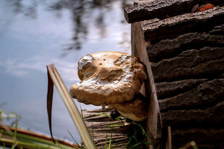 Mushrooms in the forest, edible and inedible, everything is possible