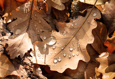 Autumn leaves and moisture, constant companions in autumn