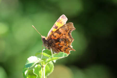 A butterfly, moth on a plant in a meadow