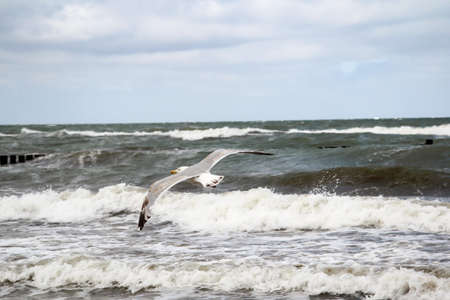 A seagull in the sky of the Baltic Seaの写真素材