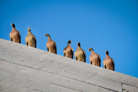 Many pigeons sit on the roof of a building