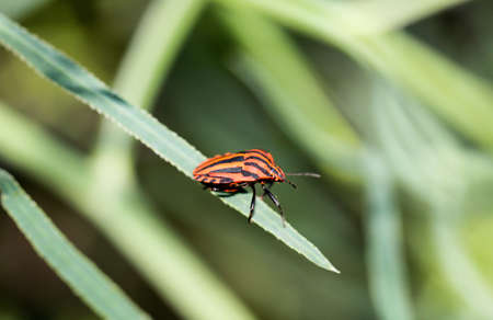 A bug runs along a leaf of a plantの写真素材