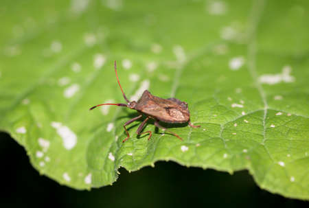 A bug runs along a leaf of a plant