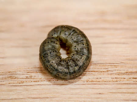 A grub, larva of a beetle on a piece of woodの写真素材