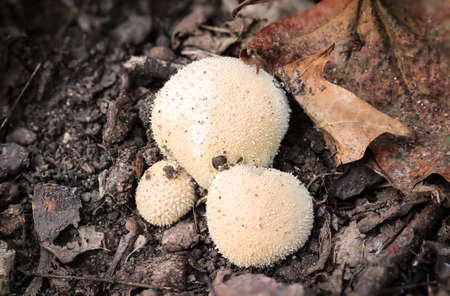 In golden autumn mushrooms grow all over the forestの写真素材