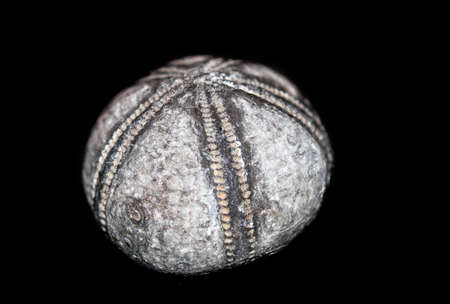 A petrified starfish, a fossil object from the seaの写真素材