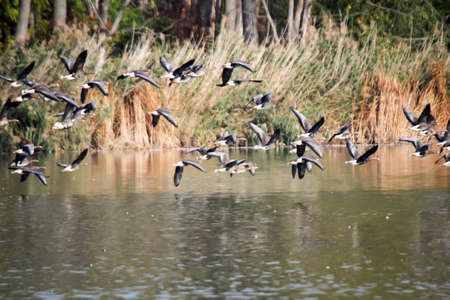 Wild geese started from a pond