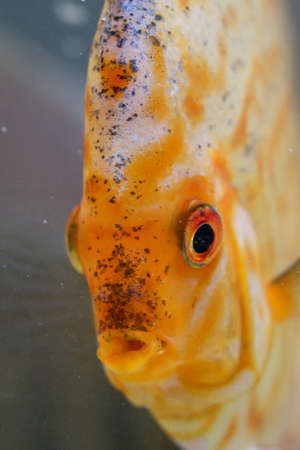 Portrait of a discus fish in the aquarium
