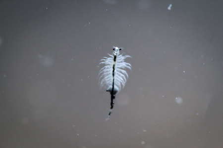 Extreme macro of an artemia, saltwater cancer, macro of microorganisms, plankton