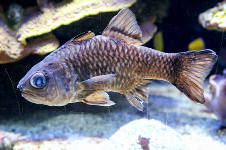 Fish, fish in the reef. Many species of fish live in the reef and are protected from predators