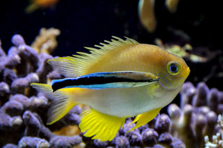 Fish, fish in the reef. Many species of fish live in the reef and are protected from predators