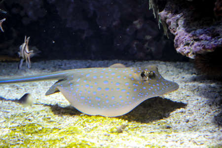 A ray in the reef, manta, stingray