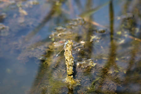 A small dragonfly, dragonfly in the sun over the water of a body of water