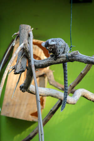 Close up of Bald marmosets on branches