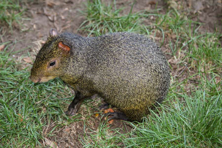 An animal, a rodent on the earth between tufts of grassの写真素材