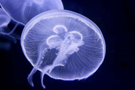 Portrait of a beautiful jellyfish. Jellyfish are majestically beautiful animals