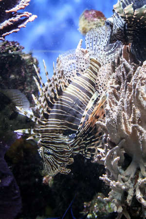 A macro or portrait of a beautiful but also dangerous lion fish