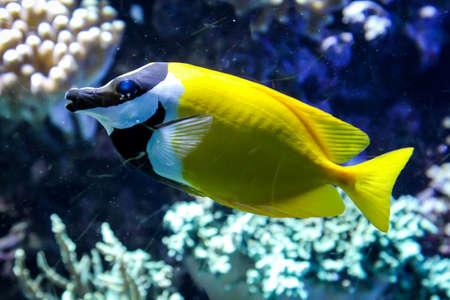 Fish in the reef, sea creatures feel safe in the reefの写真素材